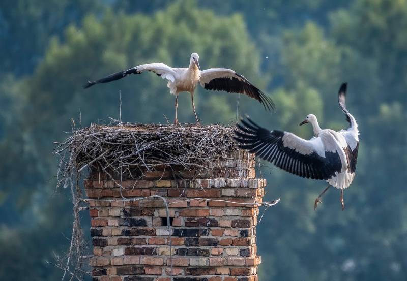 Professional Chimney Animal Removal Services in Wilton Manors, Florida